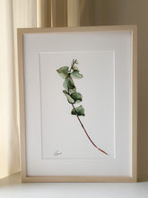 Load image into Gallery viewer, Blue Gum Stem 1/1