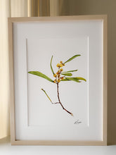 Load image into Gallery viewer, Wattle 1/1