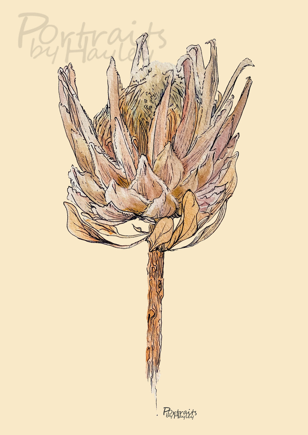 King Protea